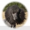 A photo of X. Firefly Of Sunridge, a blue standard poodle