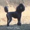 A photo of X. Firefly Of Sunridge, a blue standard poodle