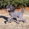 A photo of X. Firefly Of Sunridge, a blue standard poodle