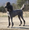 A photo of X. Firefly Of Sunridge, a blue standard poodle