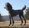 A photo of X. Firefly Of Sunridge, a blue standard poodle