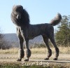 A photo of X. Firefly Of Sunridge, a blue standard poodle