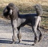 A photo of X. Firefly Of Sunridge, a blue standard poodle