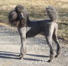 A photo of X. Firefly Of Sunridge, a blue standard poodle