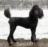 A photo of X. Firefly Of Sunridge, a blue standard poodle