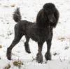 A photo of X. Firefly Of Sunridge, a blue standard poodle