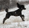 A photo of X. Firefly Of Sunridge, a blue standard poodle