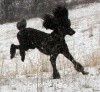 A photo of X. Firefly Of Sunridge, a blue standard poodle