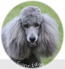 A photo of Sunridge Crystal Vision, a silver standard poodle