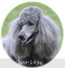 A picture of Sunridge Crystal Vision, a silver standard poodle