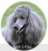 A photo of Sunridge Crystal Vision, a silver standard poodle