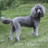 A photo of Sunridge Crystal Vision, a silver standard poodle