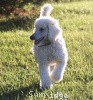 A photo of Sunridge Moonlight Dream Maker, a white standard poodle