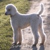 A photo of Sunridge Moonlight Dream Maker, a white standard poodle