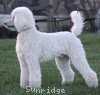 A photo of Sunridge Moonlight Dream Maker, a white standard poodle