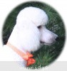 A photo of Sunridge Moonlight Dream Maker, a white standard poodle