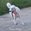 A photo of Sunridge Moonlight Dream Maker, a white standard poodle