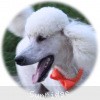 A photo of Sunridge Moonlight Dream Maker, a white standard poodle