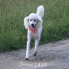 A photo of Sunridge Moonlight Dream Maker, a white standard poodle