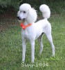 A photo of Sunridge Moonlight Dream Maker, a white standard poodle