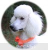 A photo of Sunridge Moonlight Dream Maker, a white standard poodle