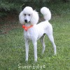 A photo of Sunridge Moonlight Dream Maker, a white standard poodle