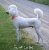 A photo of Sunridge Moonlight Dream Maker, a white standard poodle