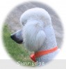 A photo of Sunridge Moonlight Dream Maker, a white standard poodle