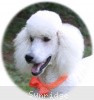 A photo of Sunridge Moonlight Dream Maker, a white standard poodle