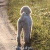 A photo of Sunridge Moonlight Dream Maker, a white standard poodle