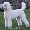 A photo of Sunridge Moonlight Dream Maker, a white standard poodle