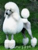 A photo of Mill Rose Masterpiece, a white standard poodle