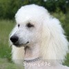 A photo of Timber Ridges Untouchable, CH, a white standard poodle