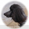 A photo of Sunridge Midnight Princess, a blue standard poodle