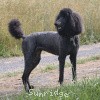 A photo of Sunridge Midnight Princess, a blue standard poodle