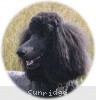 A photo of Sunridge Midnight Princess, a blue standard poodle