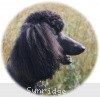 A photo of Sunridge Midnight Princess, a blue standard poodle