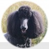 A photo of Sunridge Midnight Princess, a blue standard poodle