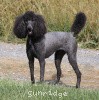 A photo of Sunridge Midnight Princess, a blue standard poodle