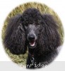 A photo of Sunridge Midnight Princess, a blue standard poodle