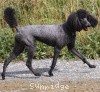 A photo of Sunridge Midnight Princess, a blue standard poodle