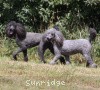 A photo of Sunridge Midnight Princess, a blue standard poodle