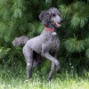 A photo of Sunridge Midnight Warrior, a blue standard poodle