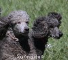 A photo of Sunridge Midnight Warrior, a blue standard poodle