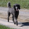 A photo of Sunridge Midnight Warrior, a blue standard poodle