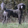 A photo of Sunridge Midnight Warrior, a blue standard poodle