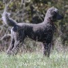 A photo of Sunridge Midnight Warrior, a blue standard poodle