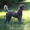 A photo of Sunridge Midnight Warrior, a blue standard poodle