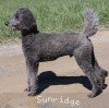 A photo of Sunridge Midnight Warrior, a blue standard poodle