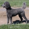 A photo of Sunridge Midnight Warrior, a blue standard poodle